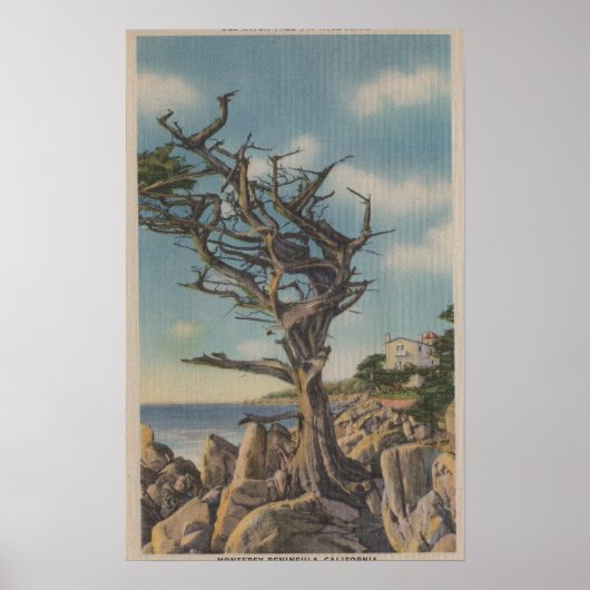 Monterey, CA - Alte Hexenbaum auf 17 Mile Poster (Vorne)