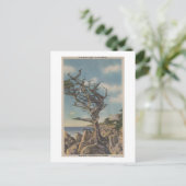 Monterey, CA - Alte Hexenbaum auf 17 Mile Postkarte (Stehend Vorderseite)