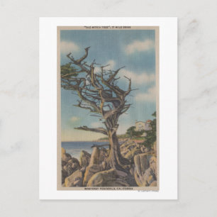 Monterey, CA - Alte Hexenbaum auf 17 Mile Postkarte