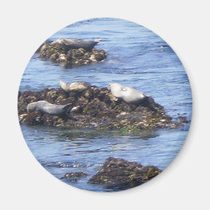 Monterey, CA Magnet