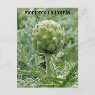 Monterey California Artichoke Postcard Postkarte