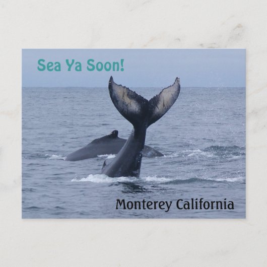 Monterey California Whale Schwanz Postcard Postkarte (Vorderseite)