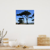 Monterey Cypress Tree, Coastline Foto Poster (Küche)