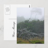 Monterey Fog Postkarte (Vorne/Hinten)