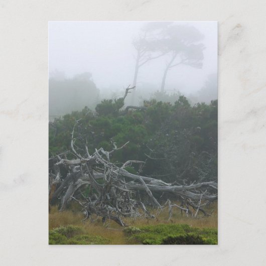 Monterey Fog Postkarte (Vorderseite)