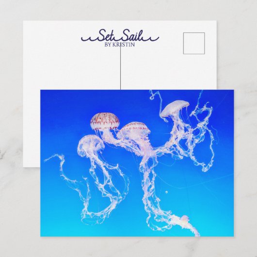 Monterey Jellyfish Postkarte (Vorne/Hinten)