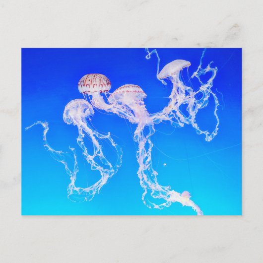 Monterey Jellyfish Postkarte (Vorderseite)