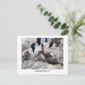 Monterey Pelicans Postkarte (Stehend Vorderseite)