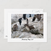 Monterey Pelicans Postkarte (Vorne/Hinten)