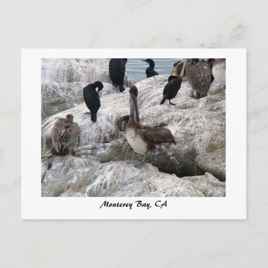 Monterey Pelicans Postkarte (Vorderseite)