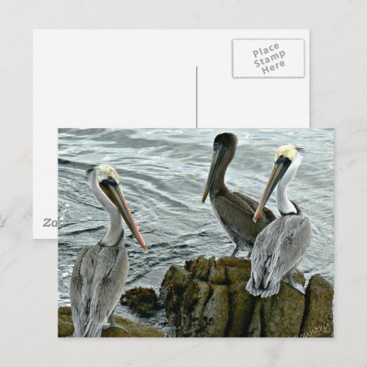 Monterey-Pelikane Postkarte (Vorne/Hinten)