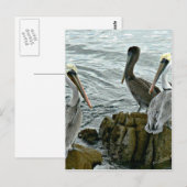 Monterey-Pelikane Postkarte (Vorne/Hinten)