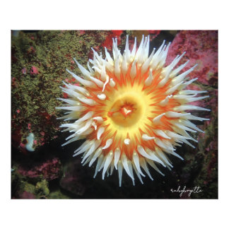 Monterey Seeanemone Fotodruck