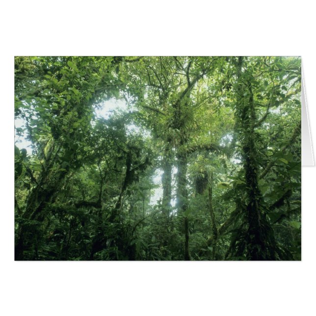 Monteverde Cloud Forest, Costa Rica. (Vorderseite (Horizontal))