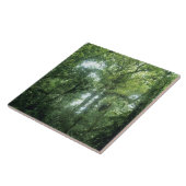 Monteverde Cloud Forest, Costa Rica. Fliese (Seite)