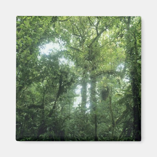 Monteverde Cloud Forest, Costa Rica. Magnet (Vorne)