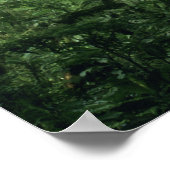 Monteverde Cloud Forest, Costa Rica. Poster (Ecke)