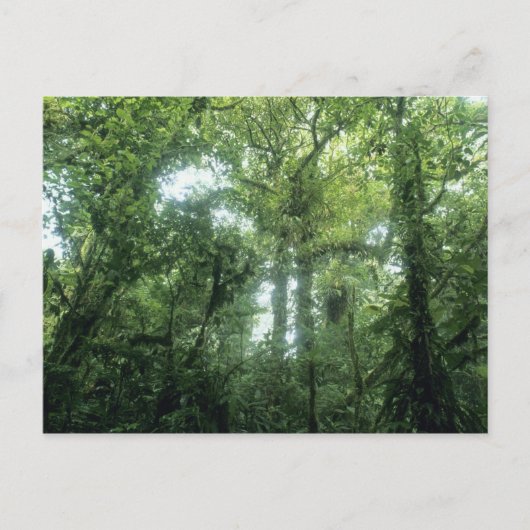 Monteverde Cloud Forest, Costa Rica. Postkarte (Vorderseite)
