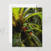 Monteverde Cloud Forest Red mit Augen Treefrog Postkarte (Vorne/Hinten)