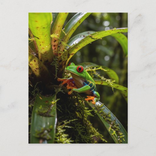 Monteverde Cloud Forest Red mit Augen Treefrog Postkarte (Vorderseite)