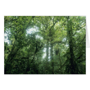 Monteverde-Nebelwald, Costa Rica.