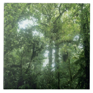 Monteverde-Nebelwald, Costa Rica. Fliese