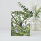 Montezuma Oropendola Postkarte (Stehend Vorderseite)