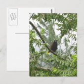 Montezuma Oropendola Postkarte (Vorne/Hinten)