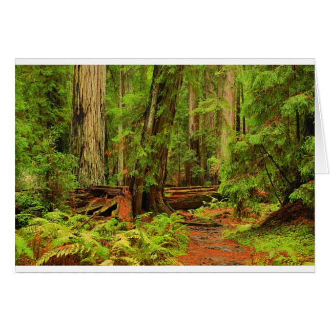 Montgomery Woods (Vorderseite (Horizontal))