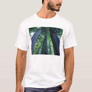 Montgomery Woods Staat Reserve, Kalifornien. T-Shirt