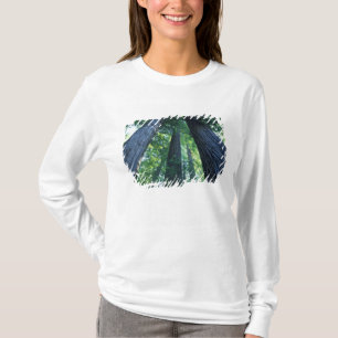 Montgomery Woods Staat Reserve, Kalifornien. T-Shirt