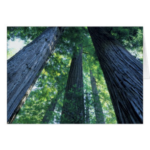 Montgomery Woods State Reserve, Kalifornien.