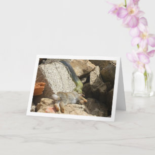 Montpellier Schlangenfest auf Kaninchenkarte Karte