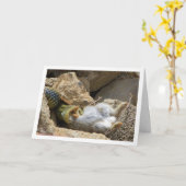 Montpellier Snake Feasting auf Kaninchen Karte (Gelbe Blume)