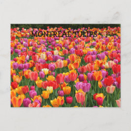 MONTREAL TULIPS POSTKARTE