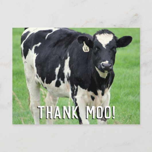 Moo Cow Danke, Postkarte (Vorderseite)