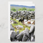 Moo Cows Briefpapier (Vorne/Hinten)