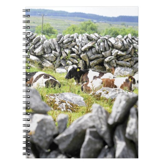 Moo Cows Notizblock (Vorderseite)