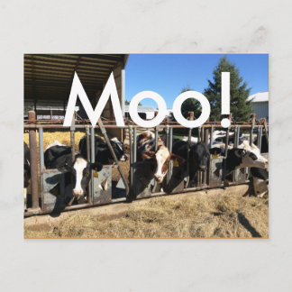 Moo Cows Postkarten