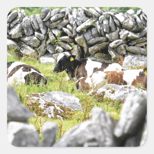 Moo Cows Quadratischer Aufkleber (Vorderseite)