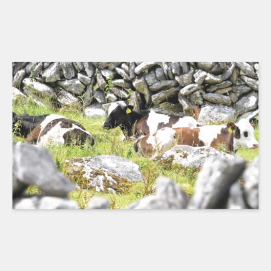 Moo Cows Rechteckiger Aufkleber (Vorderseite)