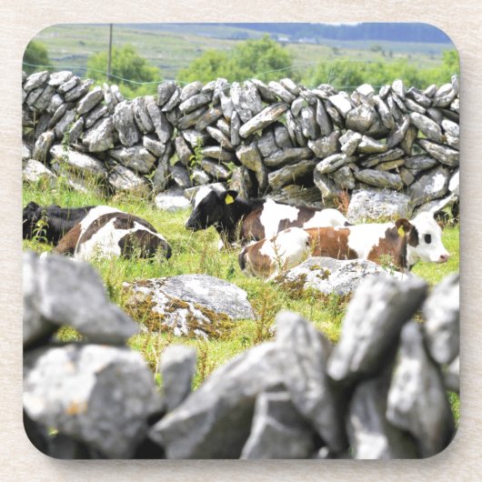 Moo Cows Untersetzer (Vorderseite)