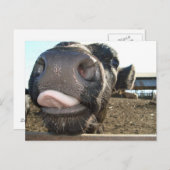 MOO KISSES POSTKARTE (Vorne/Hinten)