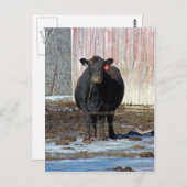 Moo Postkarte (Vorne/Hinten)
