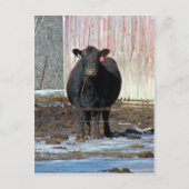 Moo Postkarte (Vorderseite)