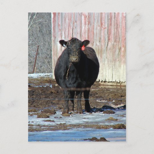 Moo Postkarte (Vorderseite)