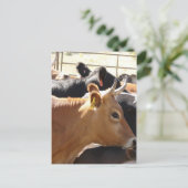 Moo zu dir postkarte (Stehend Vorderseite)