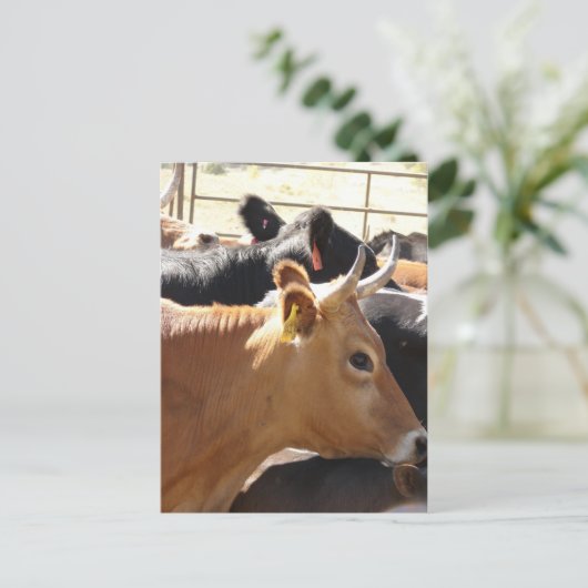 Moo zu dir postkarte (Stehend Vorderseite)
