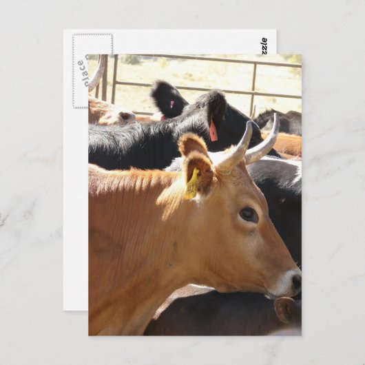 Moo zu dir postkarte (Vorne/Hinten)