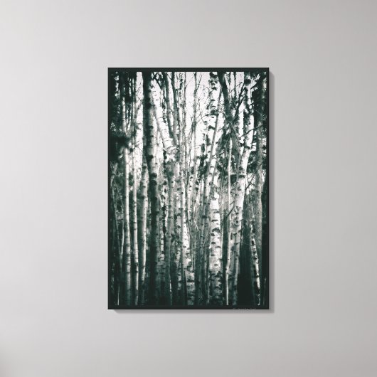 Moody Birch Trees in Forest Monochrome Leinwanddruck (Vorderseite)